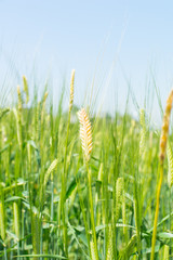 麦畑（二条大麦）