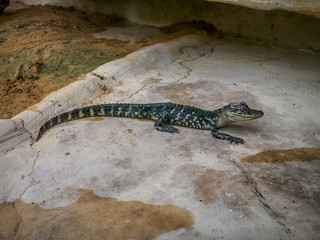 Crocodile et alligator