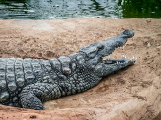 Obraz premium Crocodile et alligator