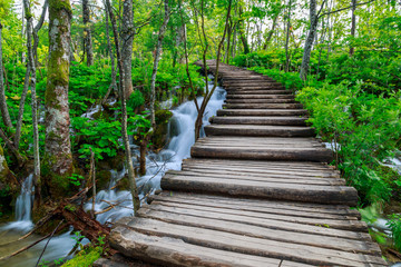 Forest pathway