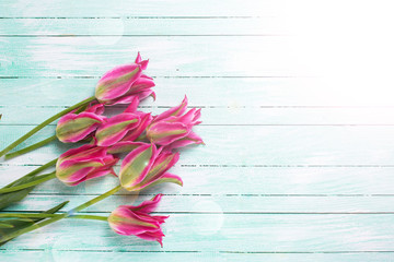 Background with   bright pink tulips flowers