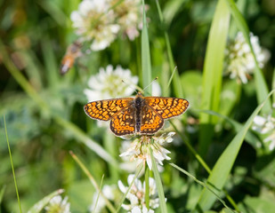 Butterfly summer flowers