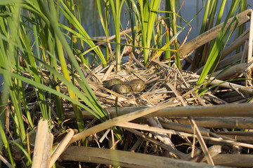 Birds nest