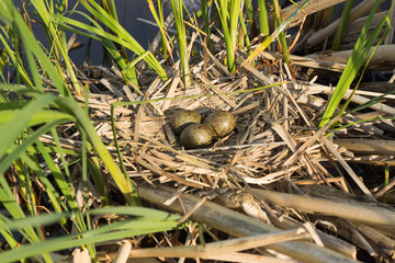 Birds nest