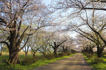 北上展勝地の桜並木　岩手県北上市