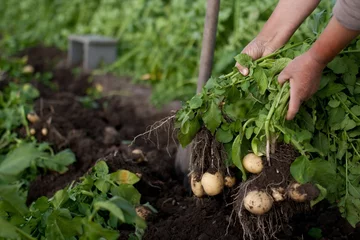 Foto op Plexiglas harvesting potatoes © Serjik Ahkhundov