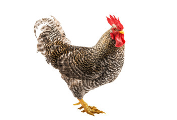 Rooster isolated