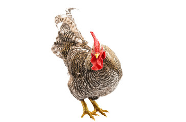 Rooster isolated