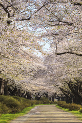 北上展勝地の桜並木　岩手県北上市