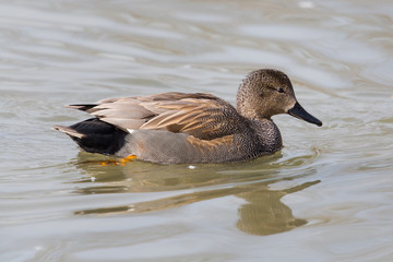 Male gadwall duck (Anas strepera)