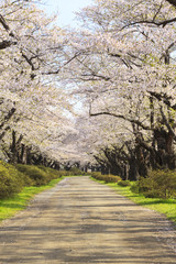北上展勝地の桜並木　岩手県北上市