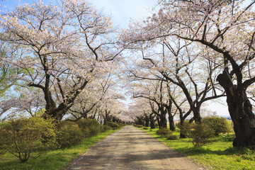 北上展勝地の桜並木　岩手県北上市