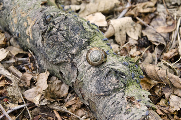 white-lipped snail and woodlice general , 