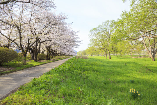 北上展勝地の桜並木　岩手県北上市