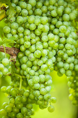 Weintrauben (Vitis vinifera) 