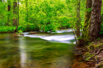 Fototapeta premium Spring forest creek in Plitvice National park