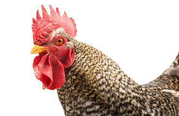 Rooster isolated