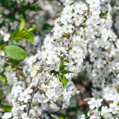 twig of flowering cherry tree in spring
