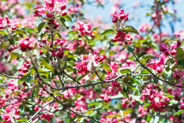 pink apple tree blossoms in spring