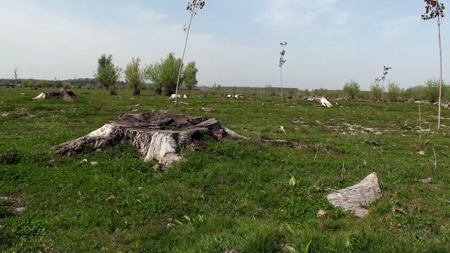 HD 1080 steadicam: sustainable developement - reforestation