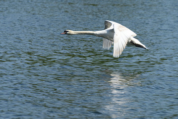 Mute Swan, Cygnus olor