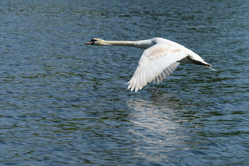 Mute Swan, Cygnus olor