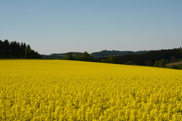 Rapsblüte_03