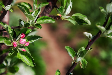 blossom