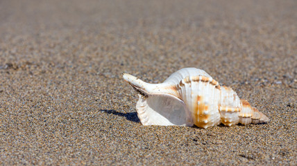 Beautiful sea shell on sandy beach