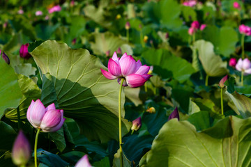 Obraz na płótnie Canvas Lotus flower and Lotus flower plants