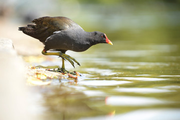 Mute Swan, Cygnus olor
