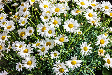 Fototapeta premium cammomile flowers