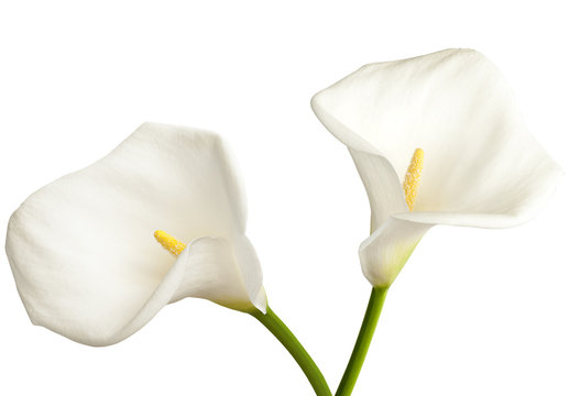Fototapeta Calla on white