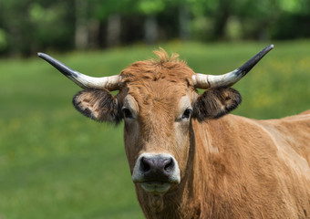 vache de race Aubrac