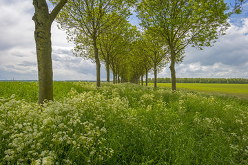 Row of trees under deteriorating weather in spring