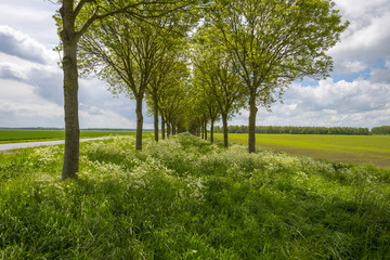 Row of trees under deteriorating weather in spring