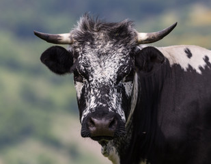 portrait de vache