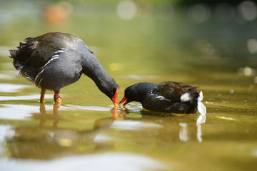 Moorhen, Gallinula chloropus