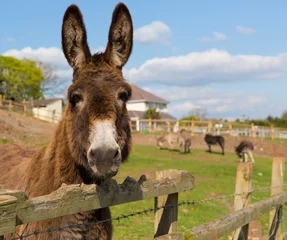 Papier Peint photo Lavable Âne Donkey looking to camera with blue sky spring day