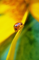 Lovely ladybug