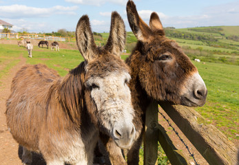 Two donkeys with faces close together on spring day