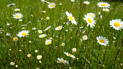 Kamillenblumen wiese
