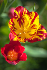 Obraz na płótnie Canvas Blooming tulips on a sunny day