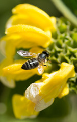 Abeille butinant un phlomis