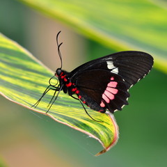 Fototapeta premium iphidamas transandean butterfly