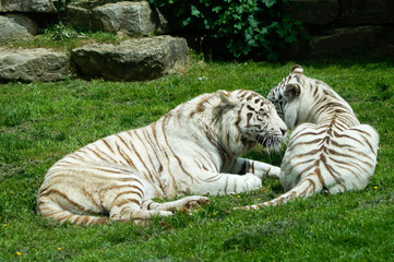 Fototapeta na wymiar Tigres Blancs