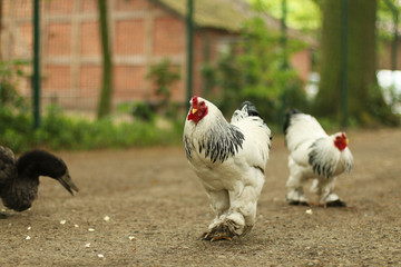 Huhn