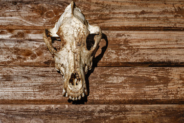 Fototapeta na wymiar Canine skull closeup