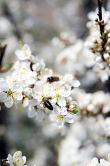 Obraz premium Blossoming of cherry flowers