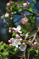 Blossoming of apple flowers